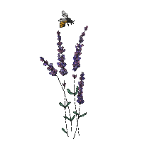 Lavender - GIF animé gratuit