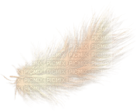 Feder Feather - zadarmo png