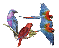 Parrot birds bp - Бесплатни анимирани ГИФ