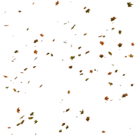 autumn leaves - Free PNG