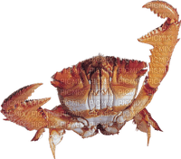 gala aquatic animals - ilmainen png