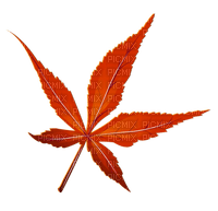 Kaz_Creations Autumn Fall Leaves Leafs - nemokama png