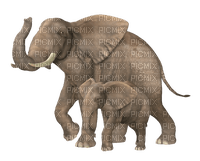 dolceluna elephants couple - PNG gratuit