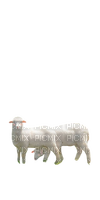 lambs - png gratis