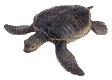 turtle anastasia - GIF animado grátis