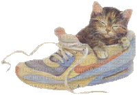 cat in shoe - Free animated GIF