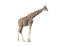 Kaz_Creations Giraffe - png gratis