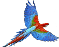 Papuga - zdarma png
