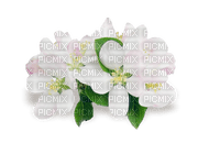 Fleur blanche - PNG gratuit
