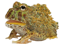 Weed frog - png gratis