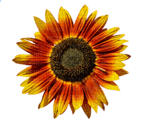 Sunflower fleur - png gratuito
