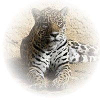 leopard bp - PNG gratuit