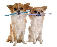 Chihuahua - Bezmaksas animēts GIF