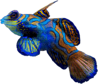 tube animaux aquarium - 免费PNG