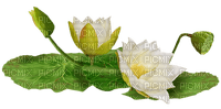 water flowers white - ilmainen png