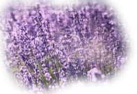 Lavender field - ilmainen png