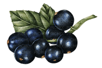 blackcurrants Bb2 - ücretsiz png