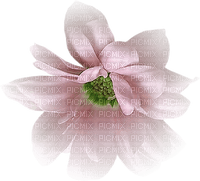 blomma-rosa - PNG gratuit