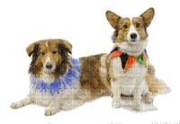 Kaz_Creations Dog Pup Dogs 🐶Costume - бесплатно png