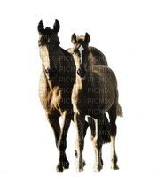 horse with foal bp - Free PNG