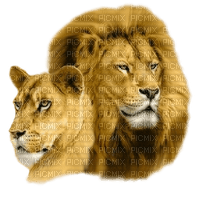 löwe, lion - PNG gratuit