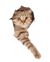 cica - cat - ingyenes png