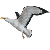 seagull - png ฟรี