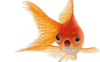 Goldfish - besplatni png