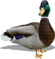 Kaz_Creations Birds Bird Duck - nemokama png