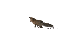 fox katrin - Безплатен анимиран GIF