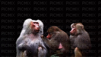 liikeanimaatio, effect, baboon, paviaani - Gratis animerad GIF