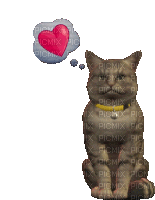 gatti - GIF animate gratis