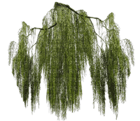 Weeping willow branch - png ฟรี