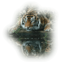 tigre - darmowe png