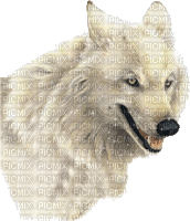 loup blanc - Zdarma animovaný GIF