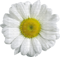 Kaz_Creations Deco Flowers Camomile Flower - png gratis