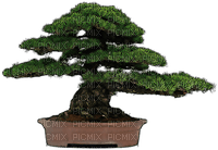 trees bonsai bp - ilmainen png