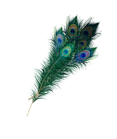 feathers Bb2 - bezmaksas png