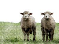 sheep nature background - png ฟรี