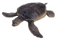 tortue - GIF animado grátis