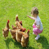 chicken bp - PNG gratuit