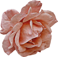 blomma--ros--flower--rose-pink--rosa - 免费PNG