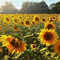 sunflowers fond bp - Free PNG