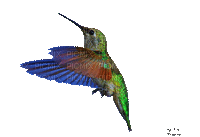 humming bird - GIF animado grátis