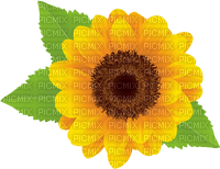 sunflower - фрее пнг