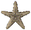 Etoile de mer - Darmowy animowany GIF