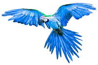 Parrot.Blue.Green - Free PNG