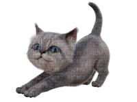 Chat Gris:) - zdarma png