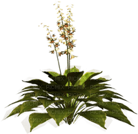 Planta color verde - PNG gratuit