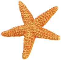 seestern starfish étoile de mer sea meer mer ocean océan ozean water animals fish tube summer ete beach plage